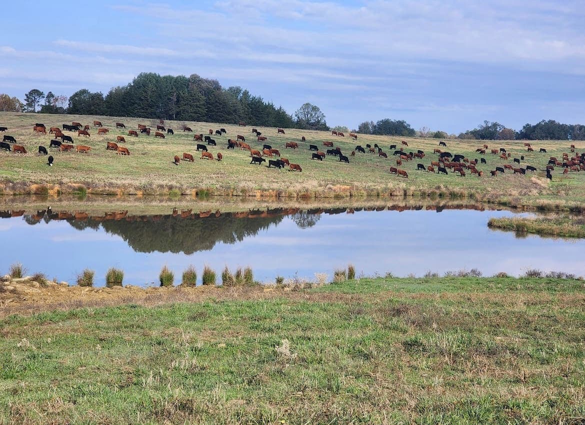 Wagyu~X ranch landscape