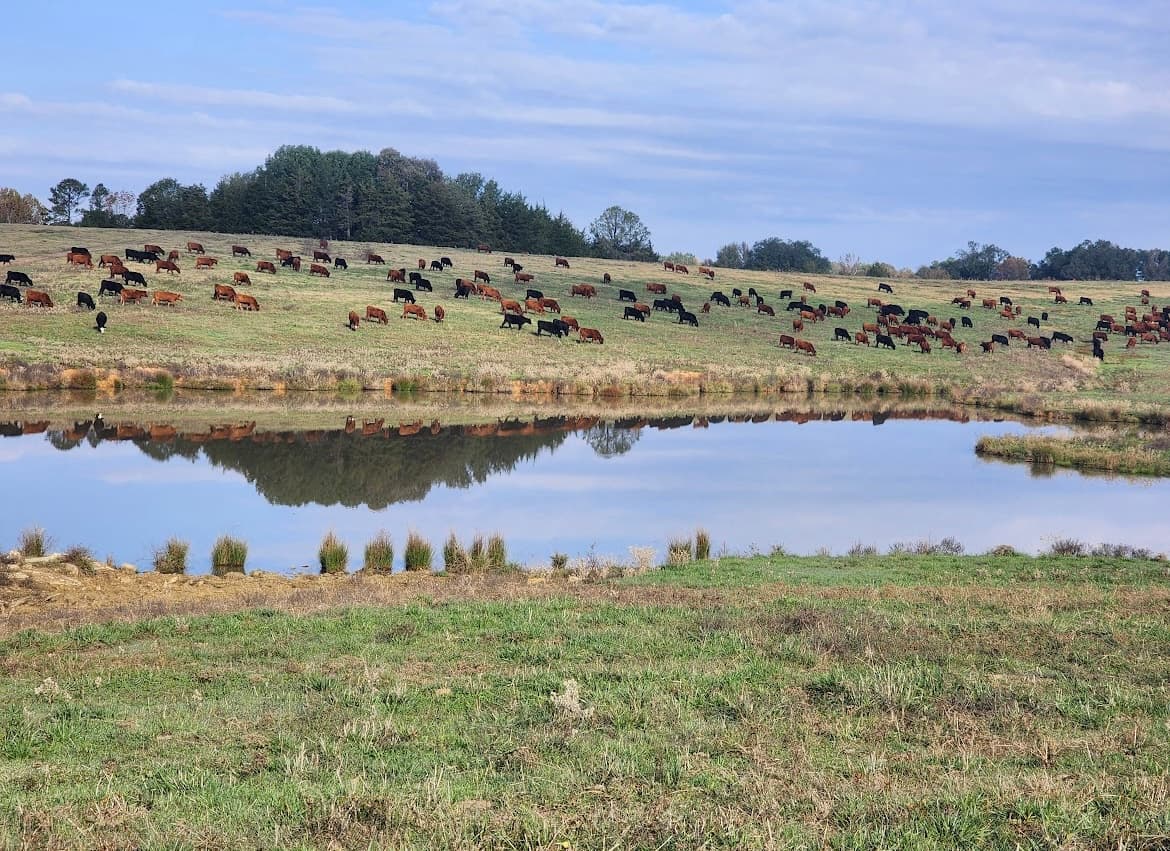 Wagyu~X ranch landscape