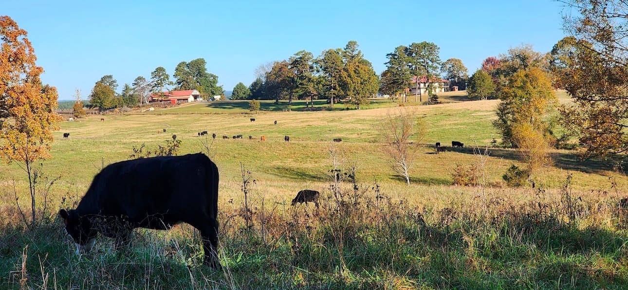 Black Wagyu cattle grazing the Texas ranch at Wagyu~X
